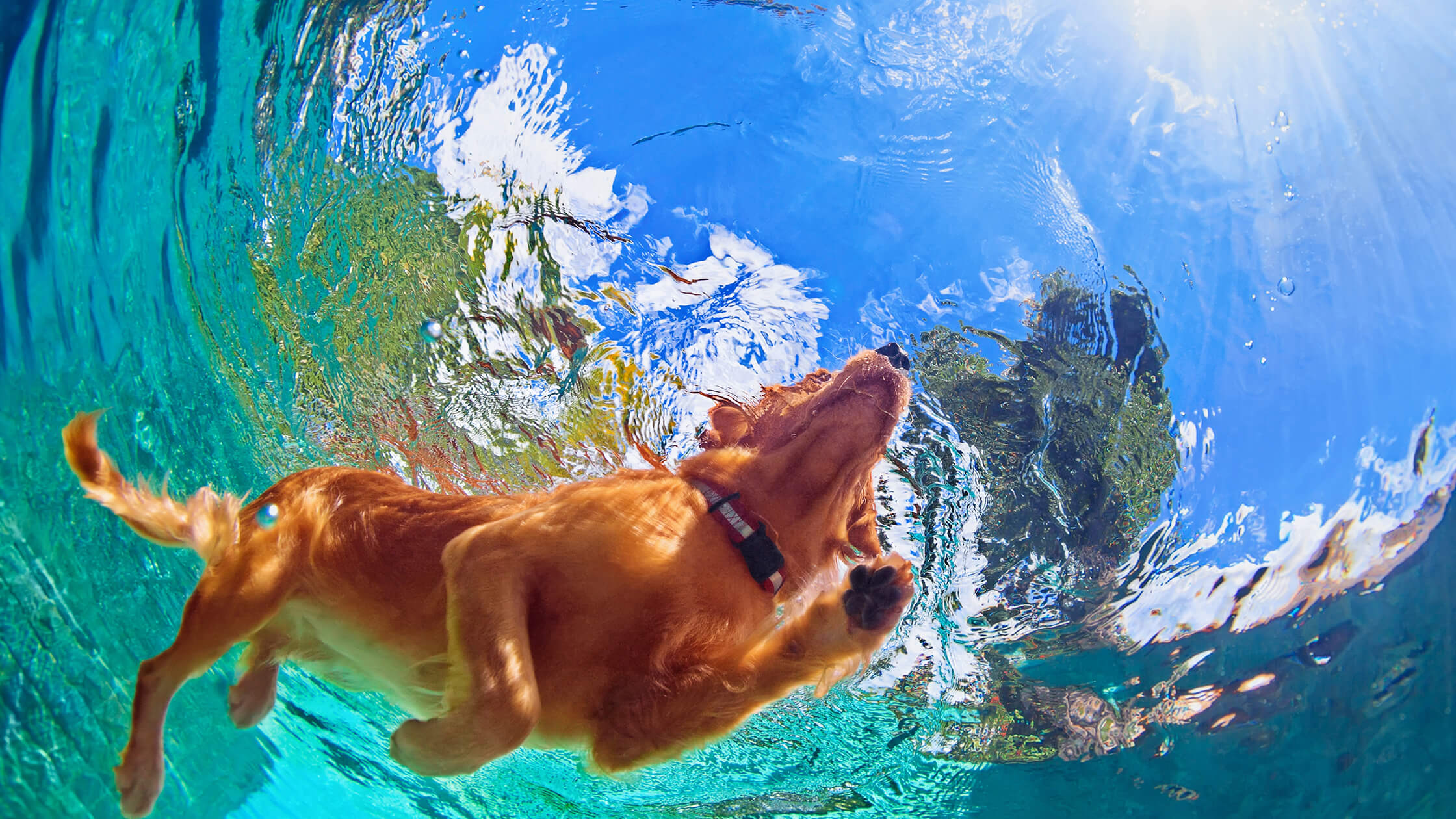 Golden Retriever swimming underwater in a clear pool