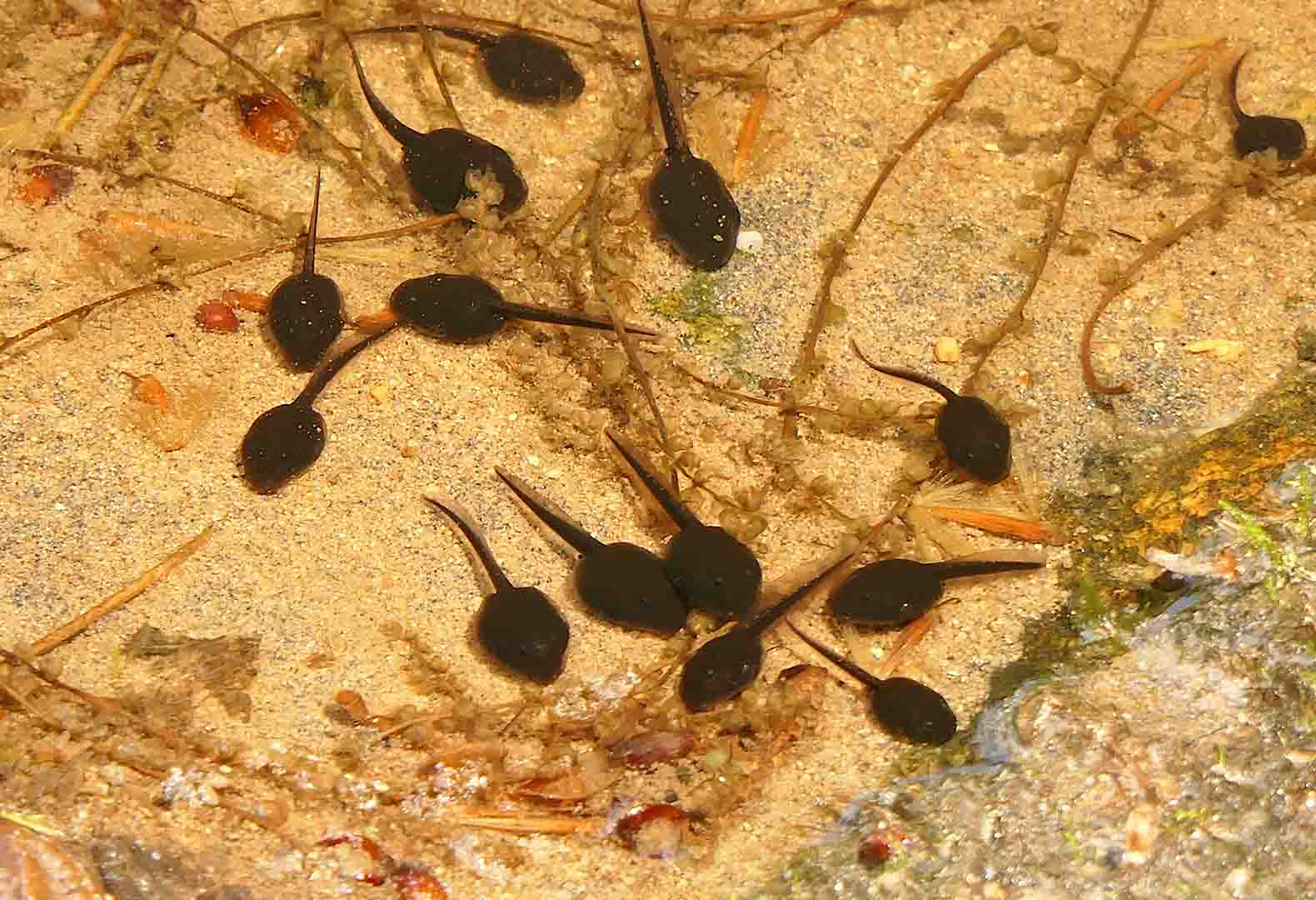 Tadpoles cling to the bottom of the water