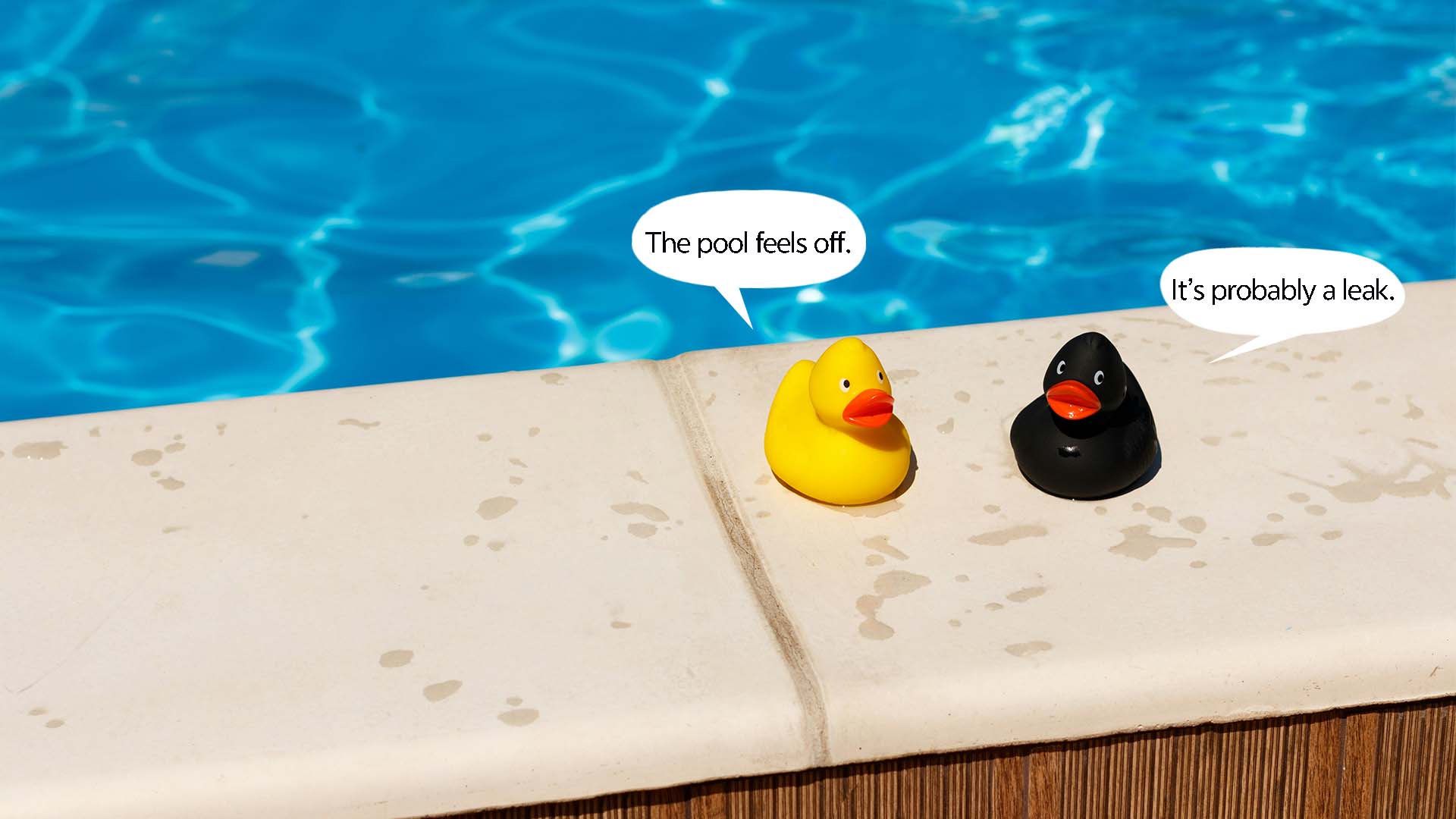 Two ducks detect swimming pool leaks by the swimming pool.